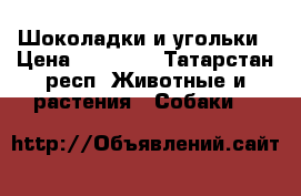 Шоколадки и угольки › Цена ­ 30 000 - Татарстан респ. Животные и растения » Собаки   